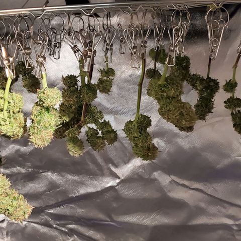 Gorilla Glue #4 - Plant 1 growlog timeline photo
