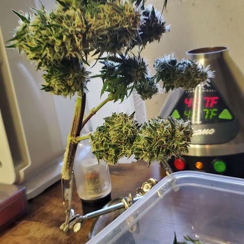 Gorilla Glue #4 - Plant 1 growlog timeline photo