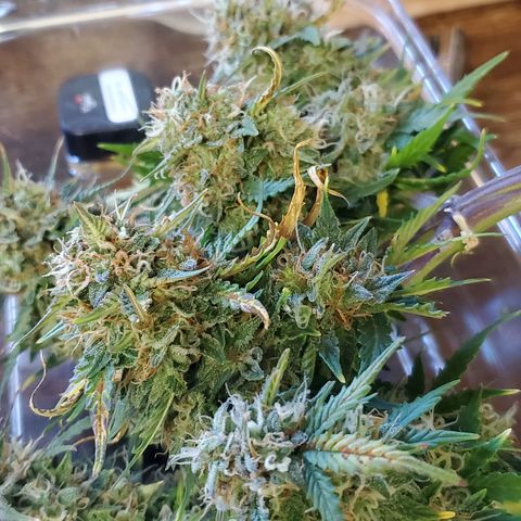 Gorilla Glue #4 - Plant 1 growlog timeline photo