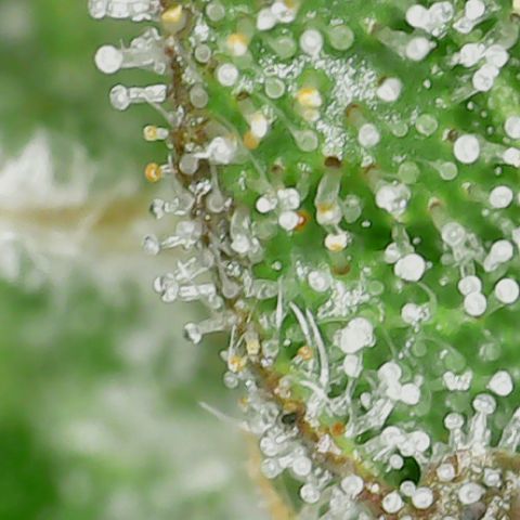 Gorilla Glue #4 - Plant 1 growlog timeline photo