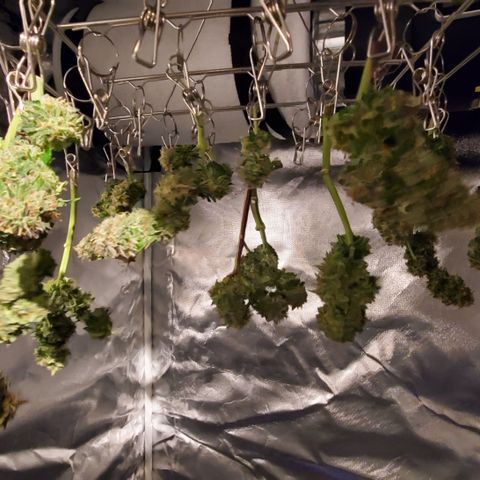 Gorilla Glue #4 - Plant 1 growlog timeline photo