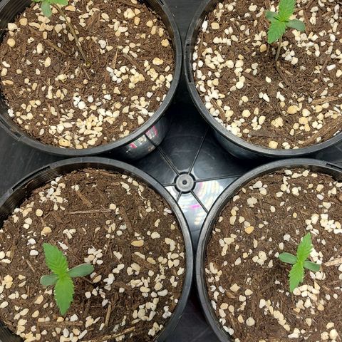 Purple Punch growlog timeline photo