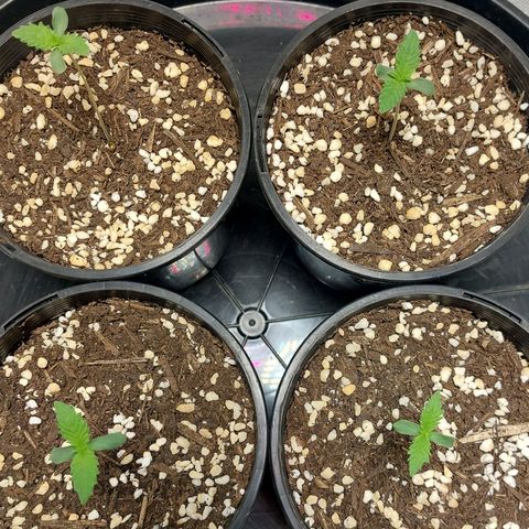 Purple Punch growlog timeline photo
