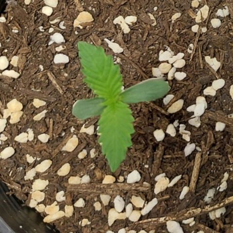 Purple Punch growlog timeline photo