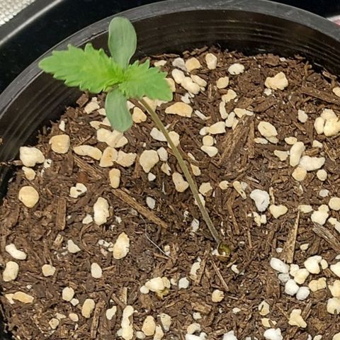 Purple Punch growlog timeline photo