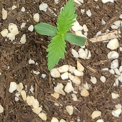 Purple Punch growlog timeline photo