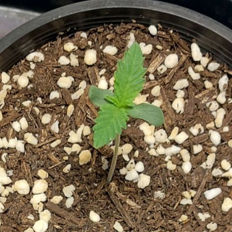 Purple Punch growlog timeline photo