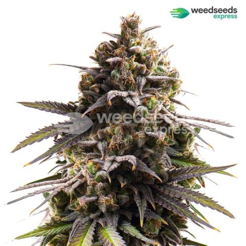 Purple Punch growlog timeline photo