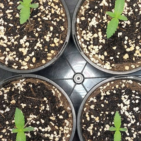 Purple Punch growlog timeline photo