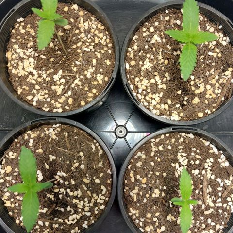 Purple Punch growlog timeline photo