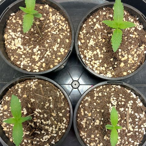 Purple Punch growlog timeline photo