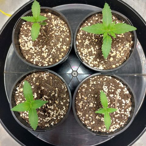 Purple Punch growlog timeline photo