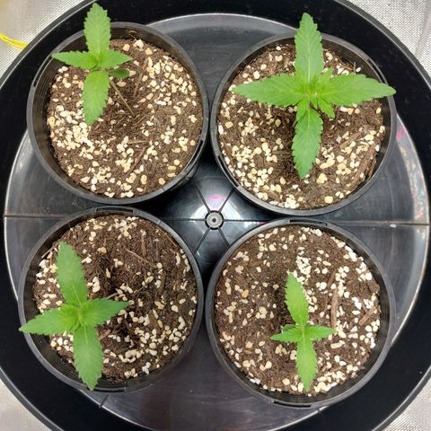 Purple Punch growlog timeline photo