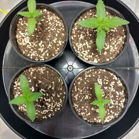 Purple Punch growlog timeline photo
