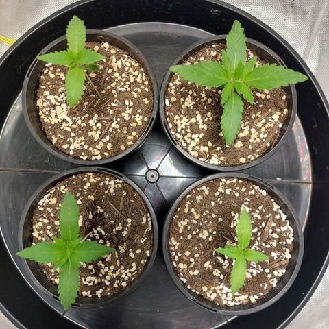 Purple Punch growlog timeline photo