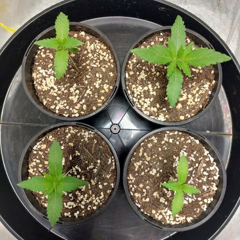 Purple Punch growlog timeline photo