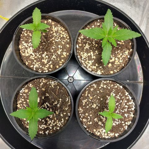 Purple Punch growlog timeline photo