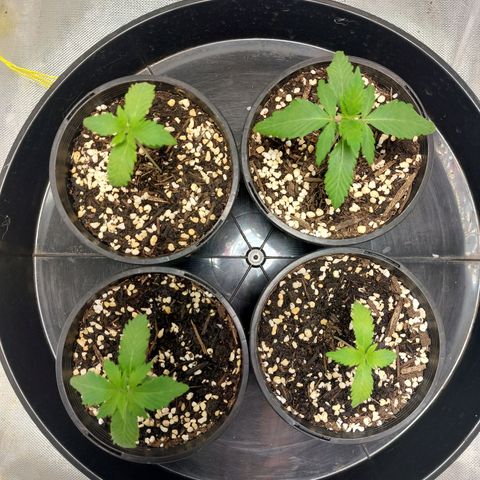 Purple Punch growlog timeline photo
