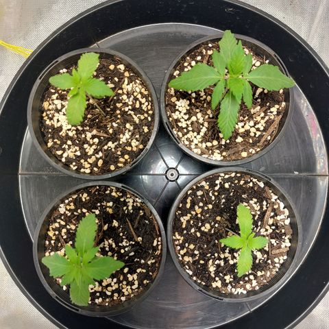 Purple Punch growlog timeline photo