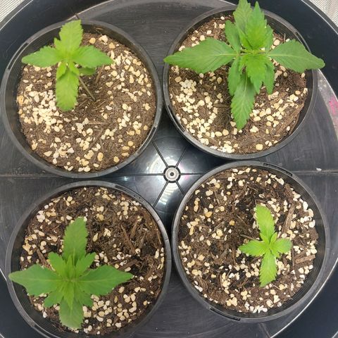 Purple Punch growlog timeline photo