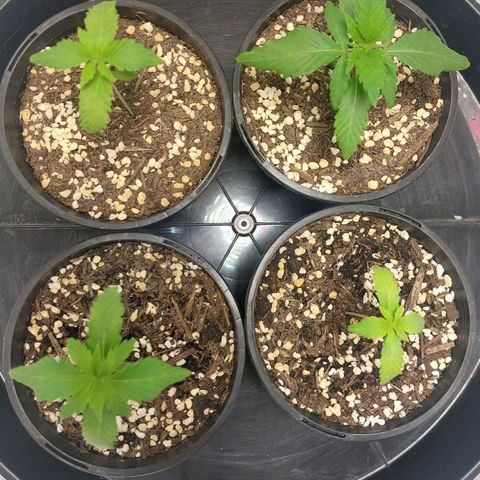 Purple Punch growlog timeline photo