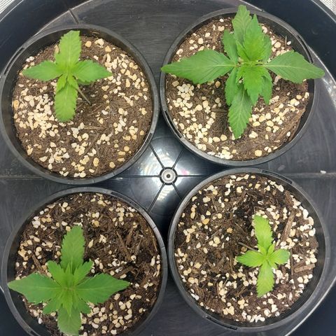 Purple Punch growlog timeline photo