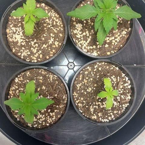 Purple Punch growlog timeline photo
