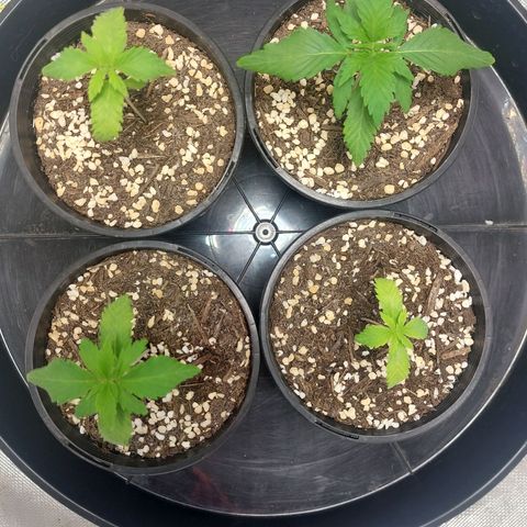 Purple Punch growlog timeline photo