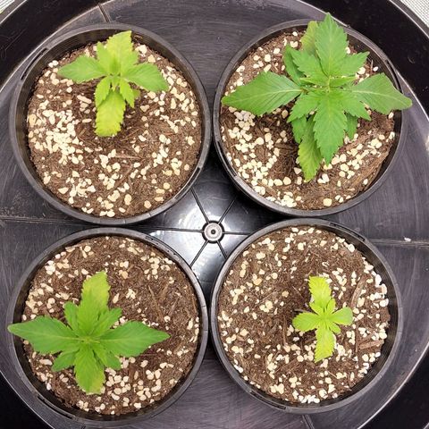 Purple Punch growlog timeline photo