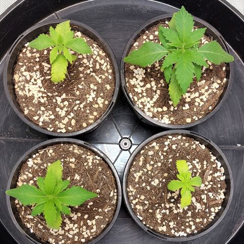 Purple Punch growlog timeline photo