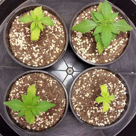 Purple Punch growlog timeline photo