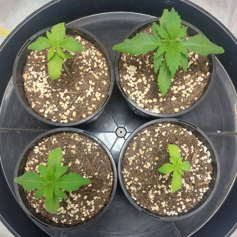 Purple Punch growlog timeline photo