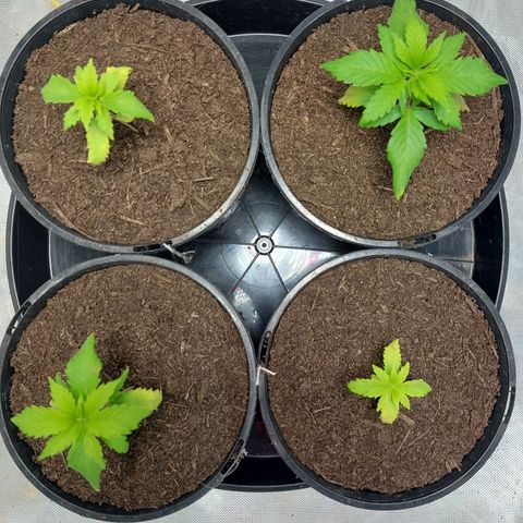 Purple Punch growlog timeline photo
