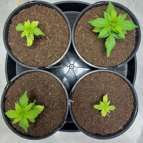 Purple Punch growlog timeline photo