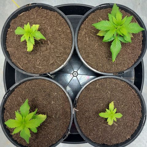 Purple Punch growlog timeline photo