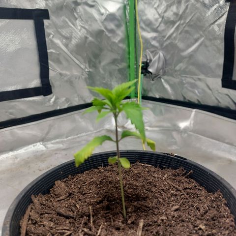 Purple Punch growlog timeline photo