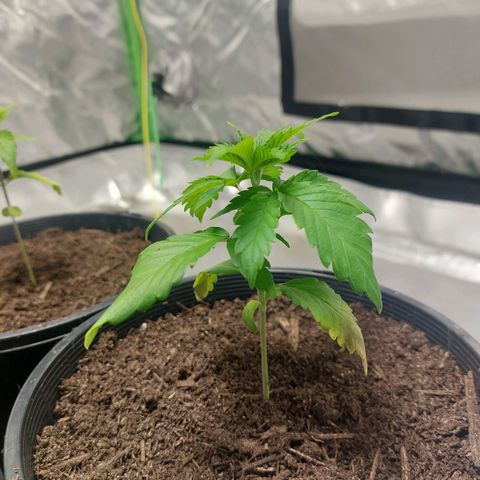 Purple Punch growlog timeline photo