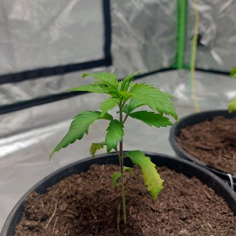 Purple Punch growlog timeline photo