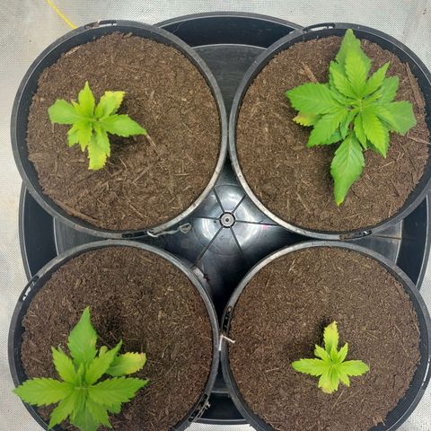 Purple Punch growlog timeline photo