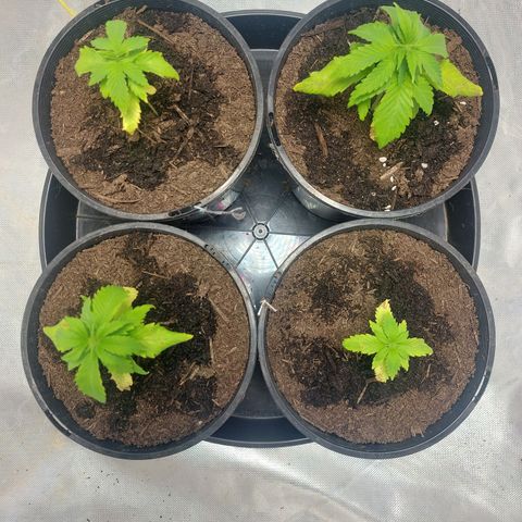 Purple Punch growlog timeline photo