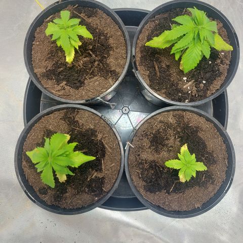 Purple Punch growlog timeline photo