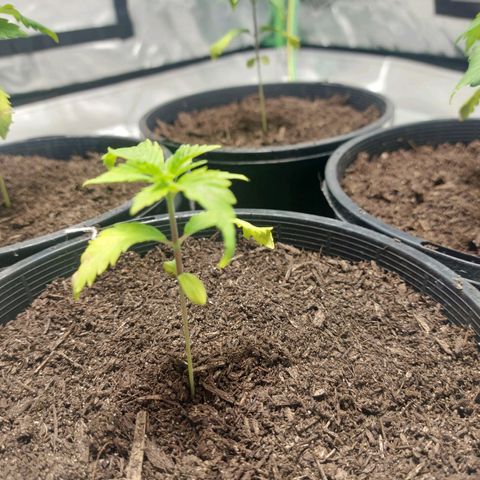 Purple Punch growlog timeline photo