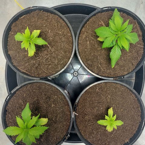 Purple Punch growlog timeline photo