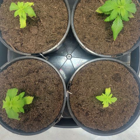 Purple Punch growlog timeline photo