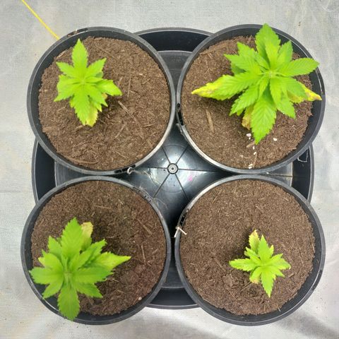 Purple Punch growlog timeline photo