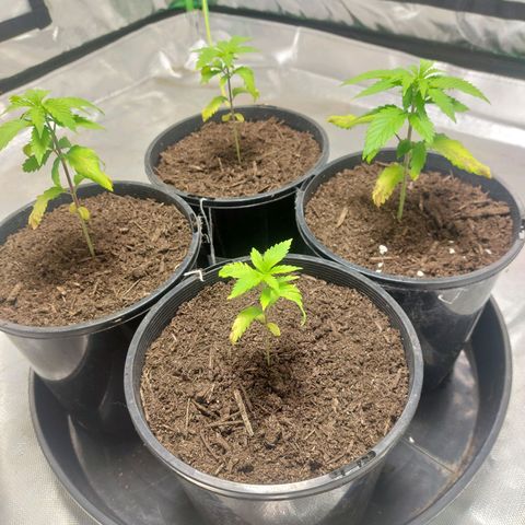 Purple Punch growlog timeline photo
