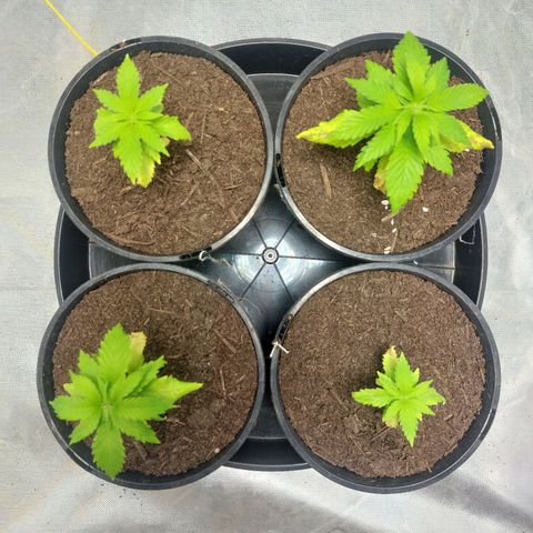 Purple Punch growlog timeline photo