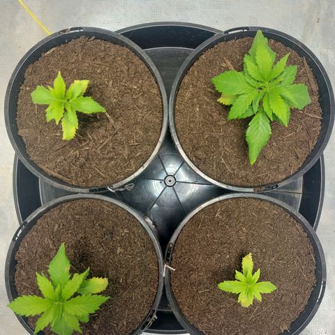 Purple Punch growlog timeline photo