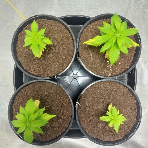 Purple Punch growlog timeline photo