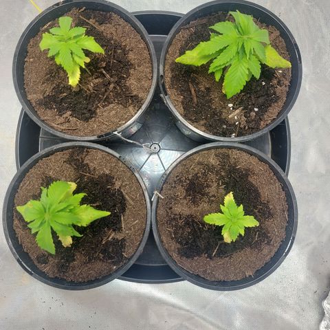 Purple Punch growlog timeline photo